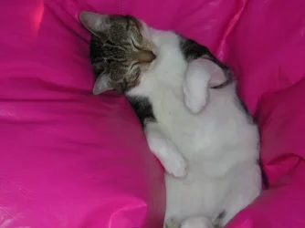 ThisIsTheLife.webp