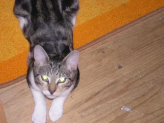 Picture_005.webp