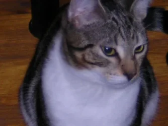Picture_007.webp