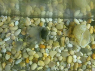 DSCN2335.webp