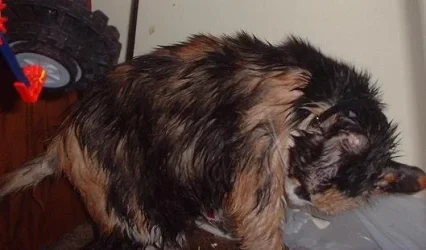 wetcat.webp