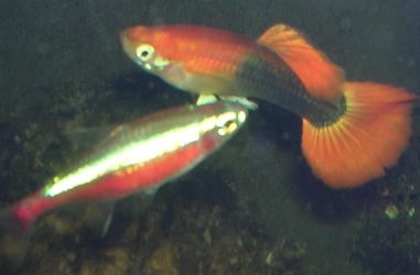 fish2.JPG