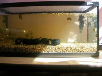 tank.webp