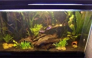 plantedtankNP1.webp