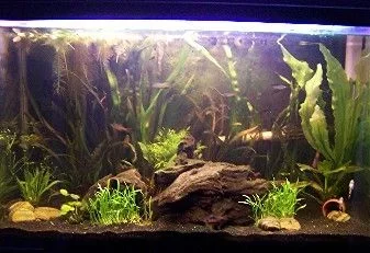 PlantedTankNP4.webp