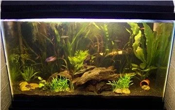 PlantedTankNP3.webp
