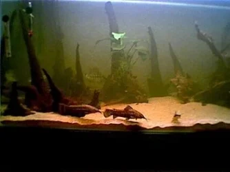 forum_pic_5.webp