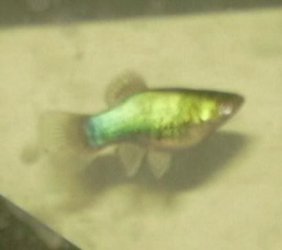 PlatyGreen.jpg