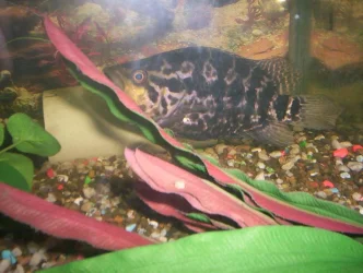 000_0035.webp