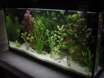 tank2.webp