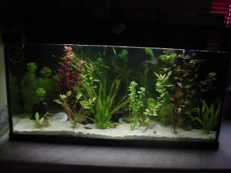 tank1.webp