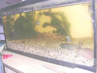 tank_1.webp
