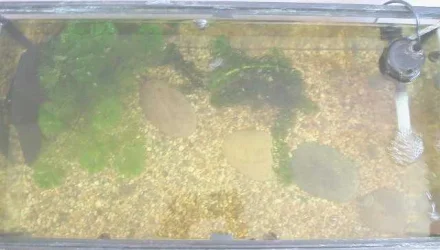 tank2.webp