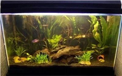 PlantedTankNP3.webp