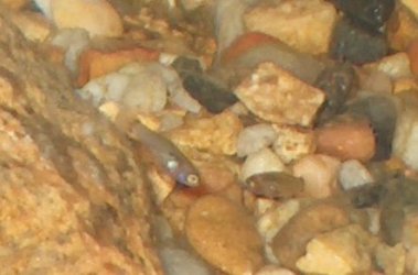 2_guppy_fry.JPG