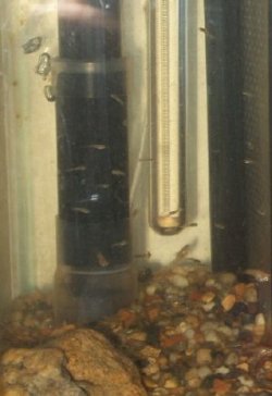 guppy_fry.JPG
