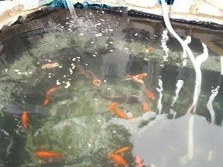 pond_with_fish.webp