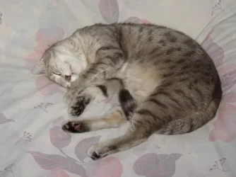 Cute_Bean__600x450_.webp