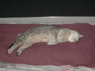 Bean_Sleeping__600x450_.webp