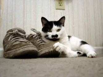 Stan__Lord_of_the_Shoe__s__600_.webp