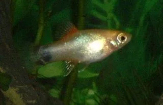 Platy_Fry.webp