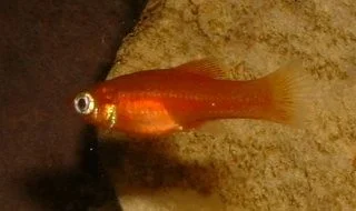 Swordtail_Fry.webp