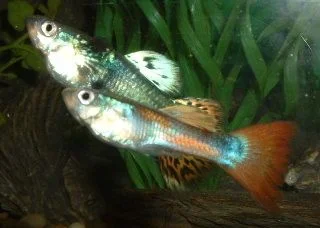 Young_Guppies.webp
