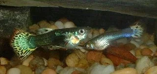 Young_Guppies.webp