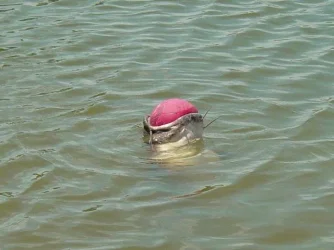 fish_story_001.webp
