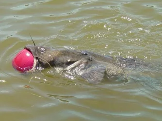 fish_story_002.webp