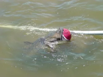 fish_story_003.webp