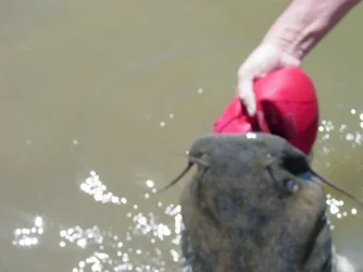 fish_story_004.webp