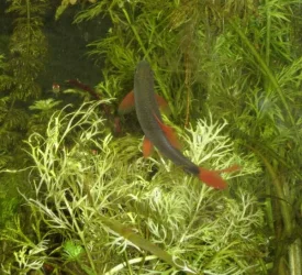 Rainbow_Shark___GloLight_Tetra.webp