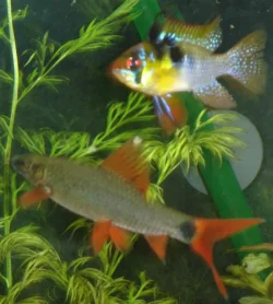 Rainbow_Shark___male_Blue_Ram.webp