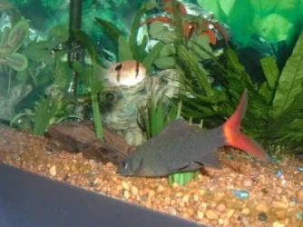 fishy2_271.webp