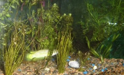 Killi_Hunting_Shrimp.webp