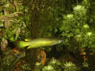 Killi_Hunting_Shrimp_2.webp