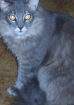 cat.webp