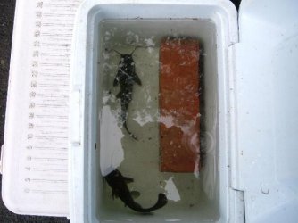 Catfish3.jpg