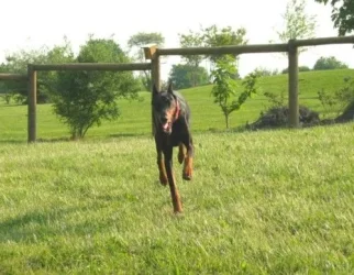 Louie_pics_003.webp