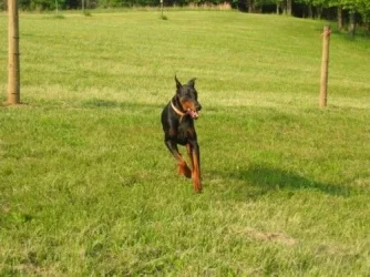 Louie_pics_002.webp