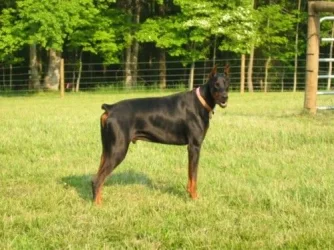 Louie_pics_001.webp