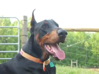 Louie_pics_007.webp
