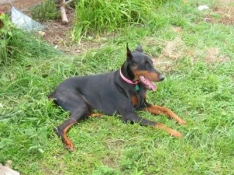 Louie_pics_017.webp