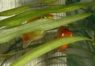 Platies.webp