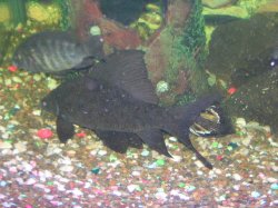 DSCN1090.JPG