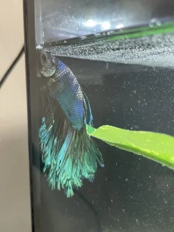 Betta.webp