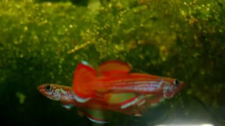 exigoideum 006 (640x358).webp