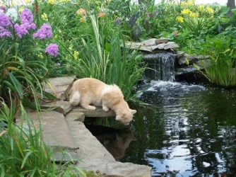 pond.webp