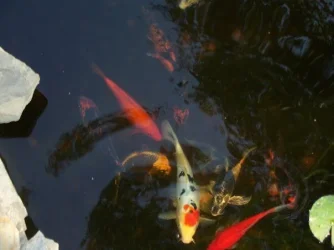 koi.webp